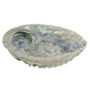 Coquillage abalone (ormeau)